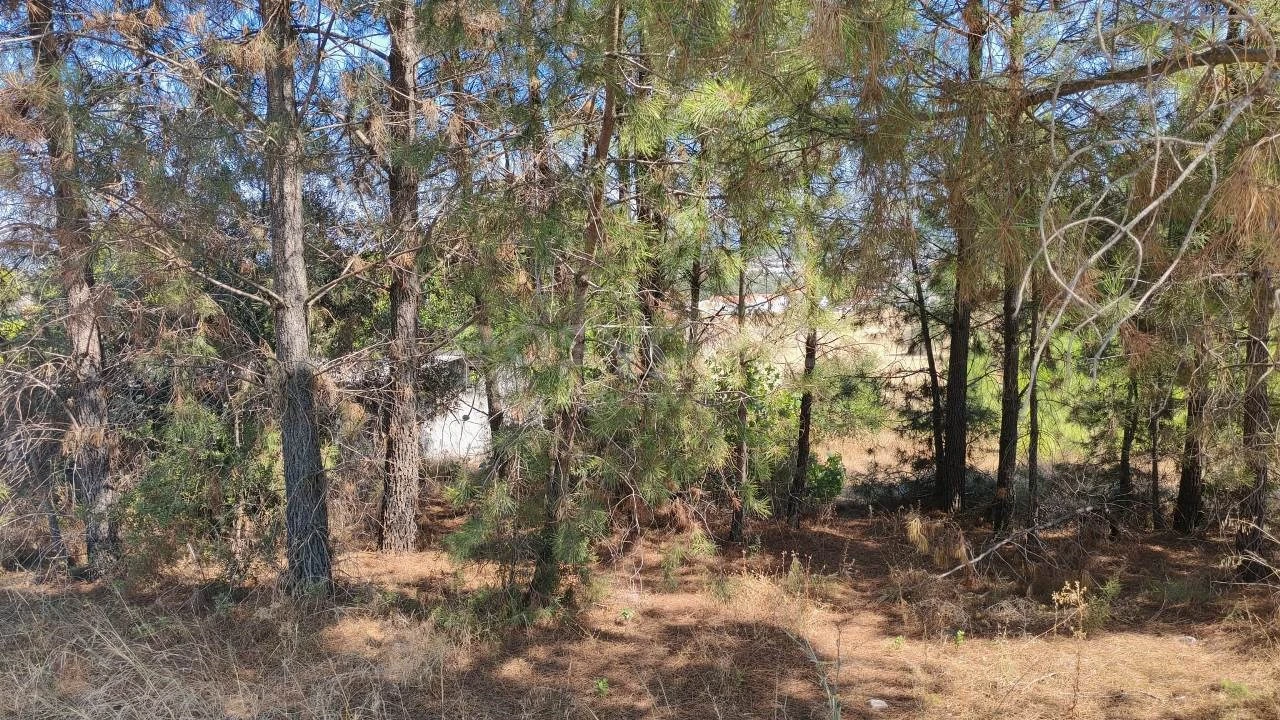 Terreno para Venda em Meia Via Foto 4