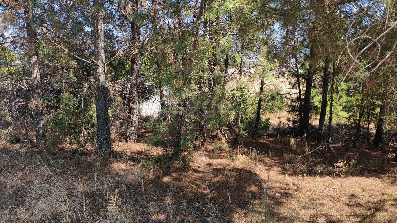 Terreno para Venda em Meia Via Foto 5