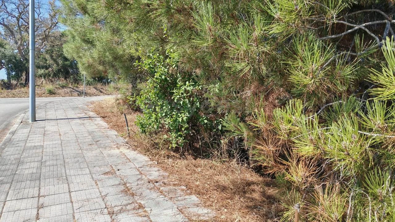 Terreno para Venda em Meia Via Foto 6