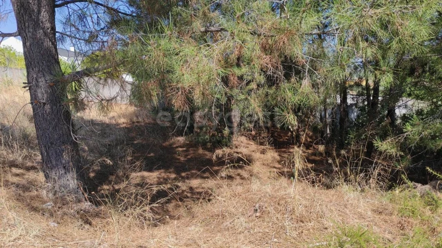 Terreno para Venda em Meia Via Foto 3