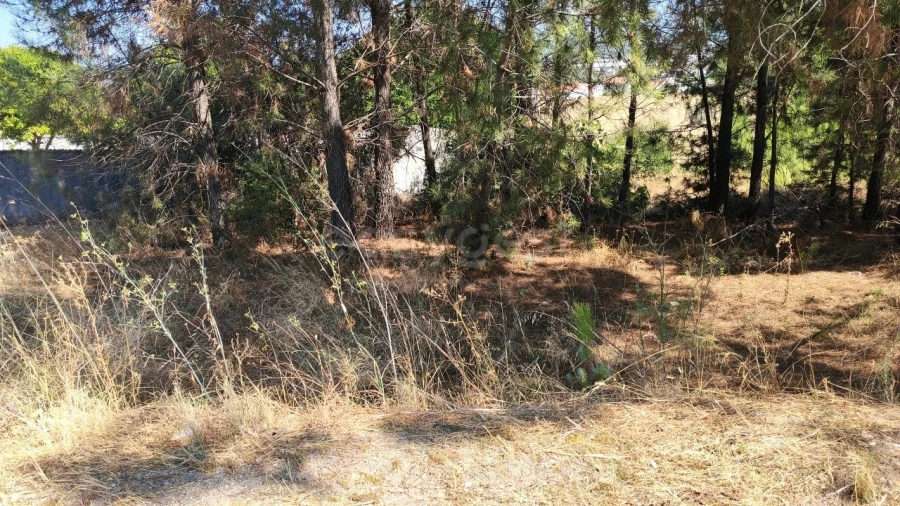 Terreno para Venda em Meia Via Foto 7