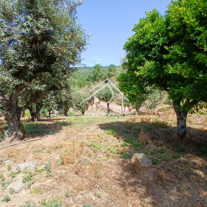 Moradia T3 para Venda em Proença-A-Nova e Peral Foto 5