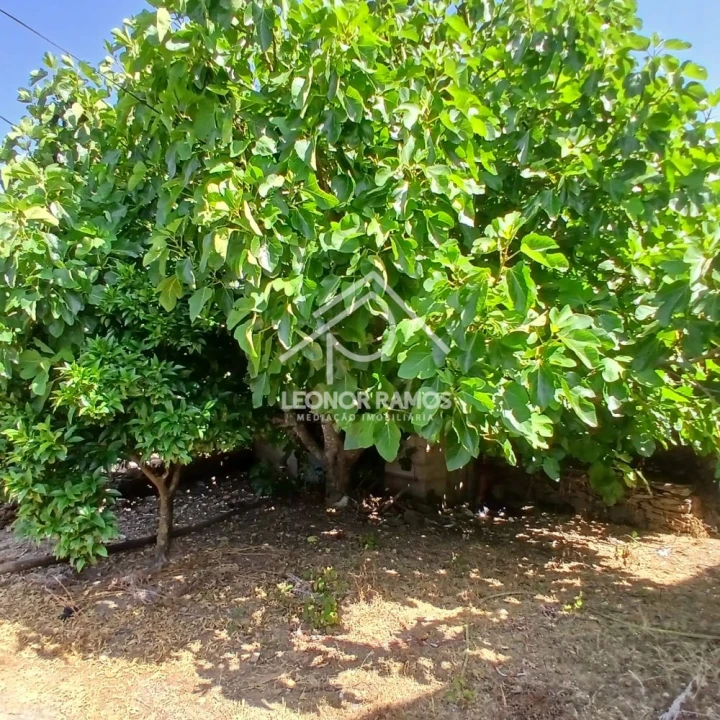 Moradia T3 para Venda em Proença-A-Nova e Peral Foto 14