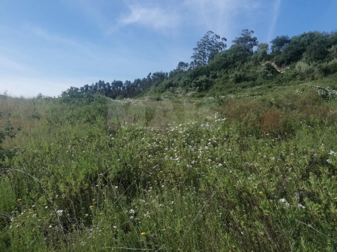 Terreno para Venda em Santo Quintino Foto 8