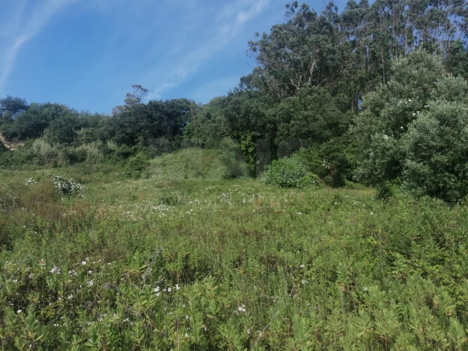 Terreno para Venda em Santo Quintino Foto 9