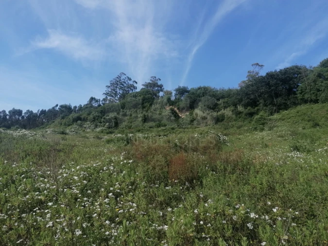 Terreno para Venda em Santo Quintino Foto 5