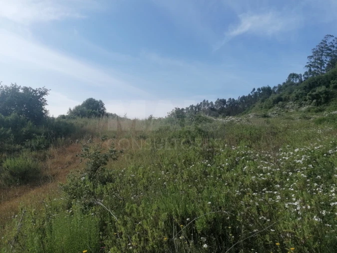 Terreno para Venda em Santo Quintino Foto 4