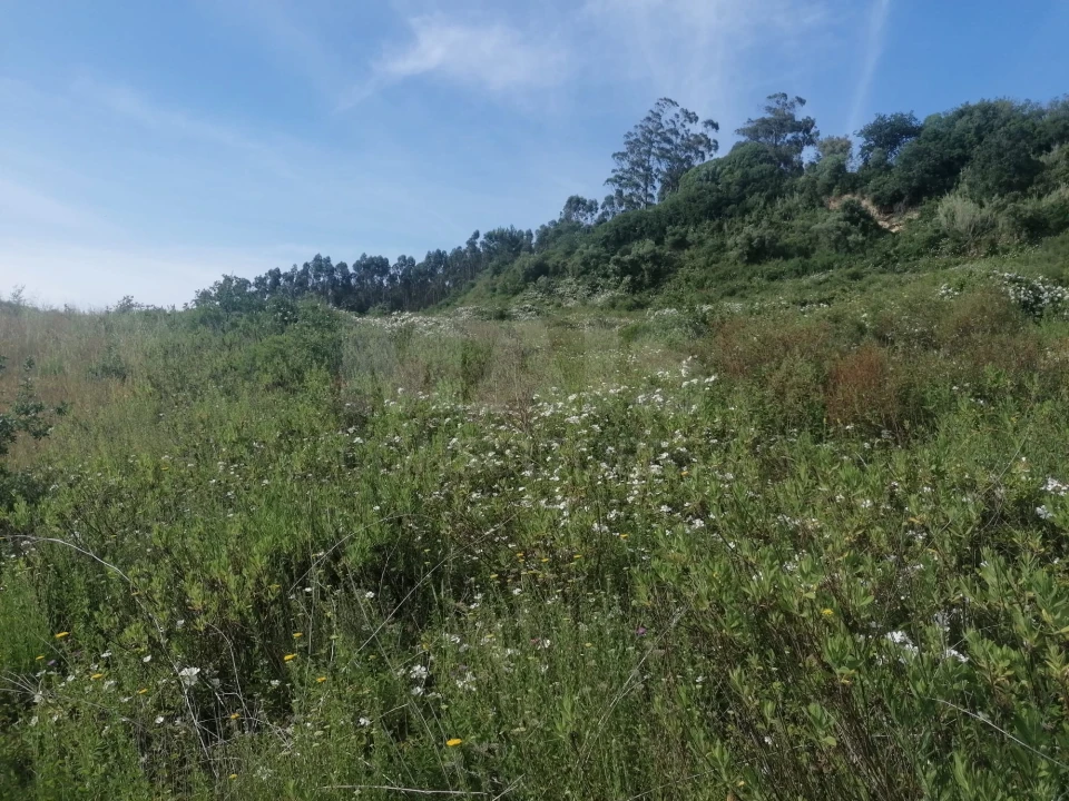 Terreno para Venda em Santo Quintino Foto 8
