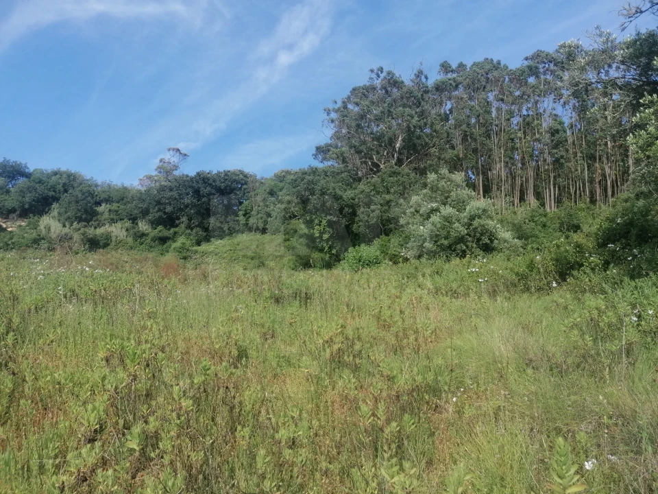 Terreno para Venda em Santo Quintino Foto 11