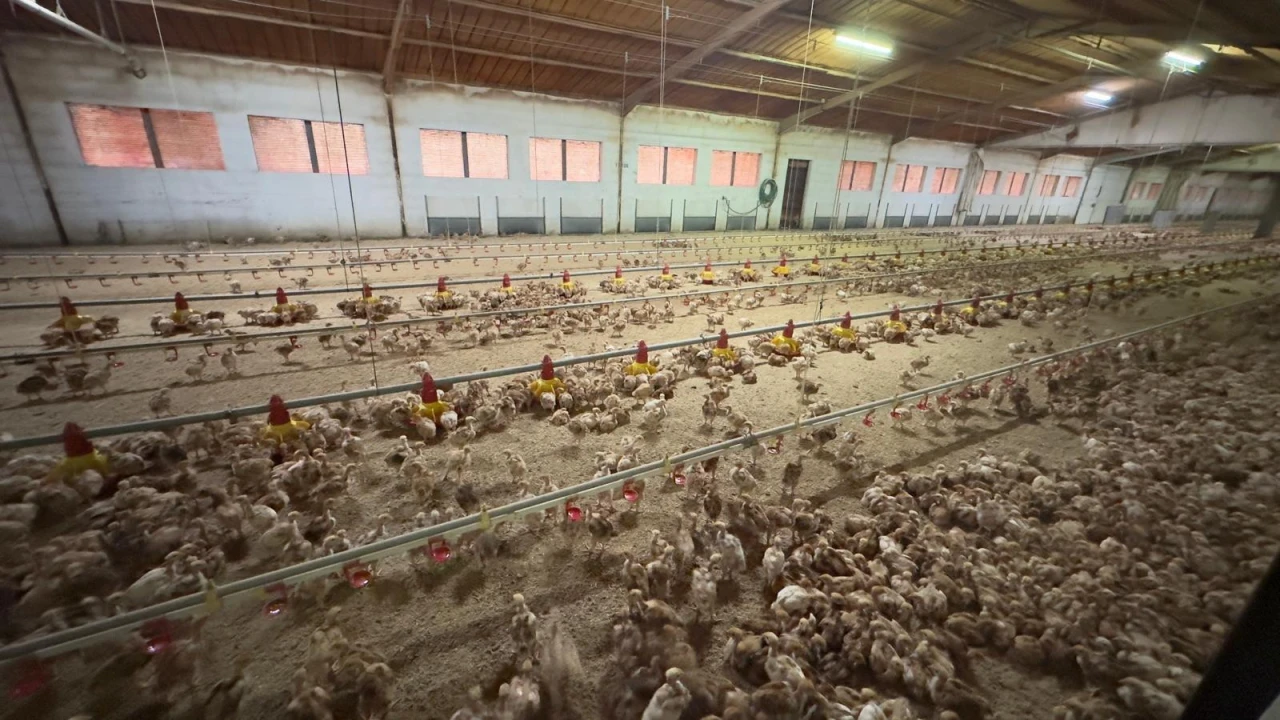 Negócio para Venda em Ferreira de Aves Foto 10