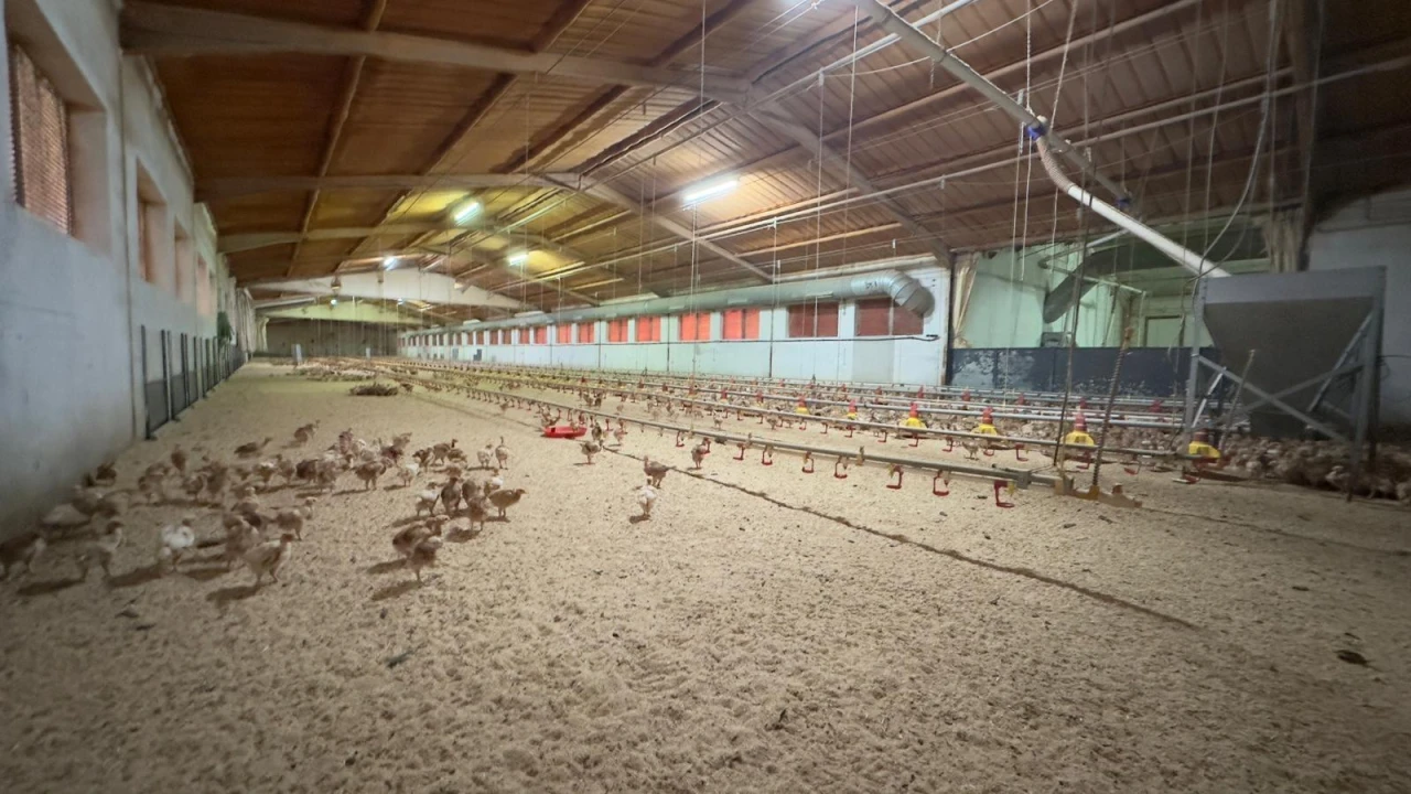 Negócio para Venda em Ferreira de Aves Foto 4