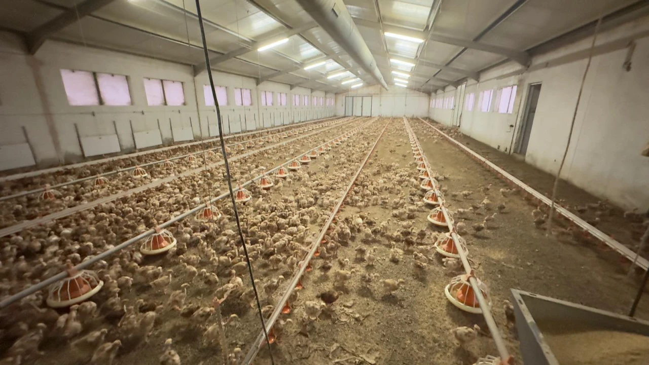 Negócio para Venda em Ferreira de Aves Foto 8