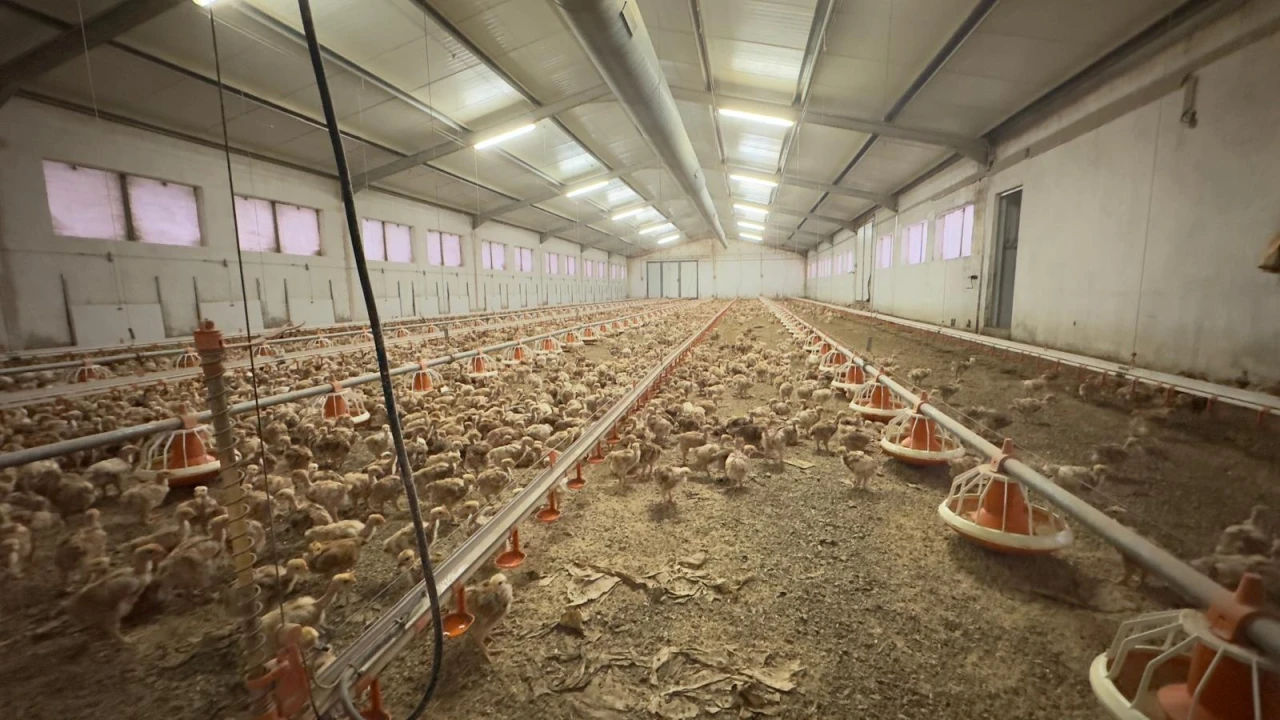 Negócio para Venda em Ferreira de Aves Foto 9