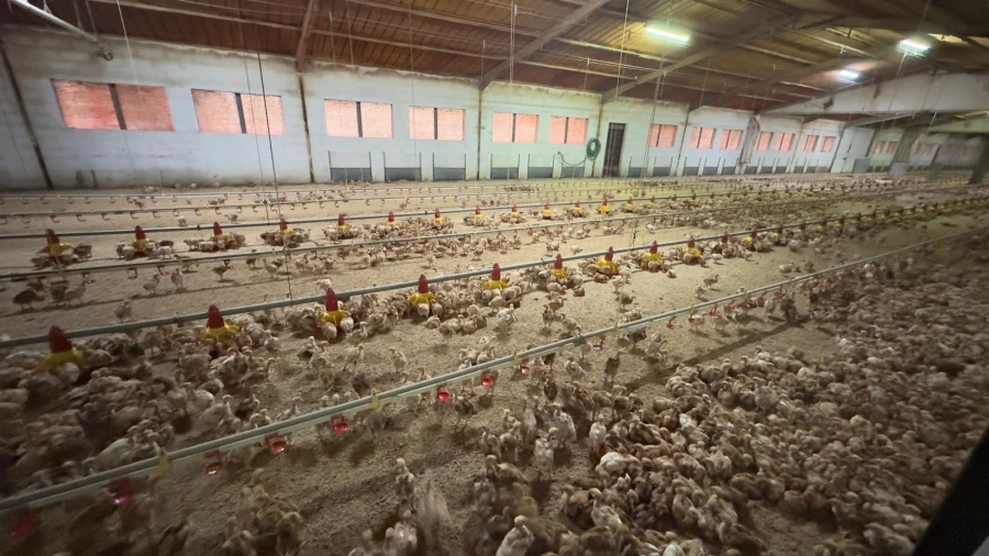 Negócio para Venda em Ferreira de Aves Foto 10