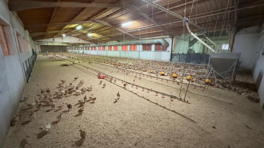 Negócio para Venda em Ferreira de Aves Foto 3