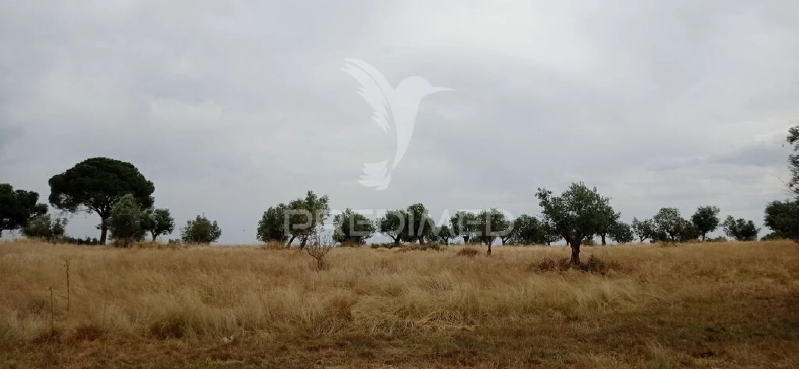 Terreno para Venda em Avis Foto 12