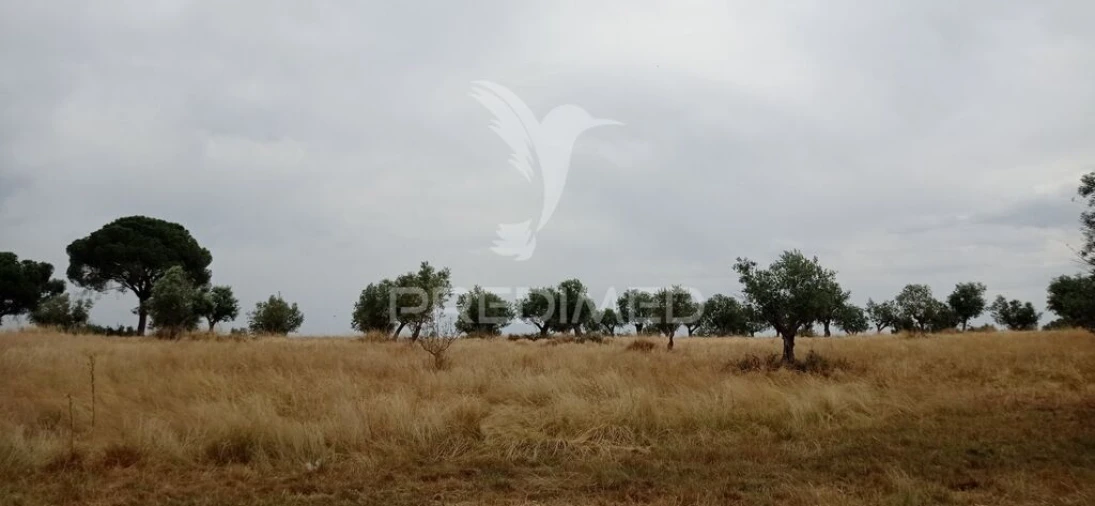 Terreno para Venda em Avis Foto 12