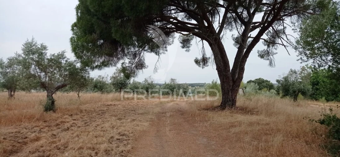 Terreno para Venda em Avis Foto 10