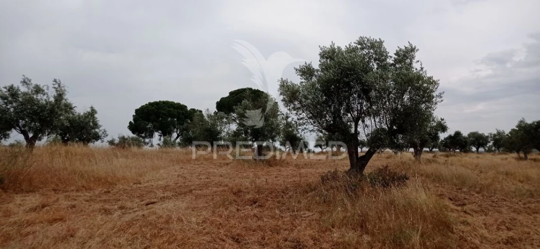 Terreno para Venda em Avis Foto 11