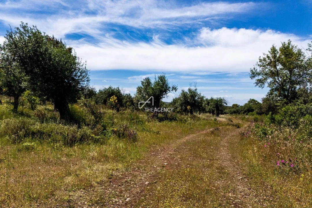 Terreno para Venda em Borba (Matriz) Foto 3