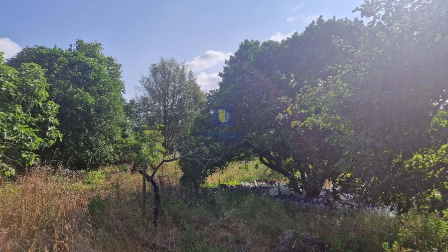 Armazém para Venda em Calvaria de Cima Foto 16