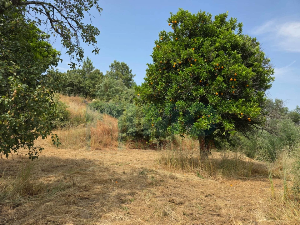 Quinta T0 para Venda em Vale Formoso e Aldeia do Souto Foto 51