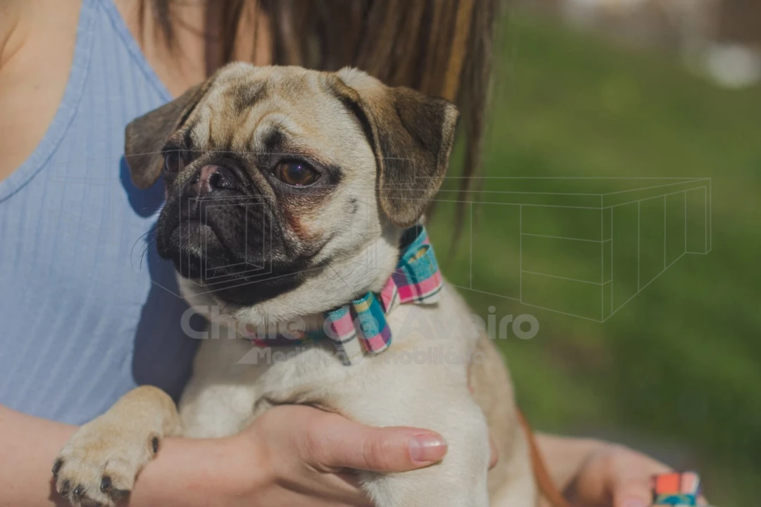Negócio para Venda em Bustos, Troviscal e Mamarrosa Foto 1
