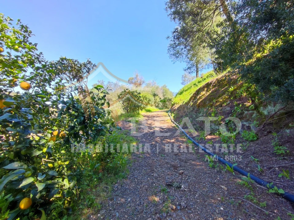 Negócio para Venda em Monchique Foto 57