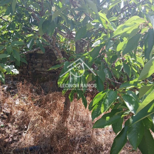 Moradia T2 para Venda em Proença-A-Nova e Peral Foto 31