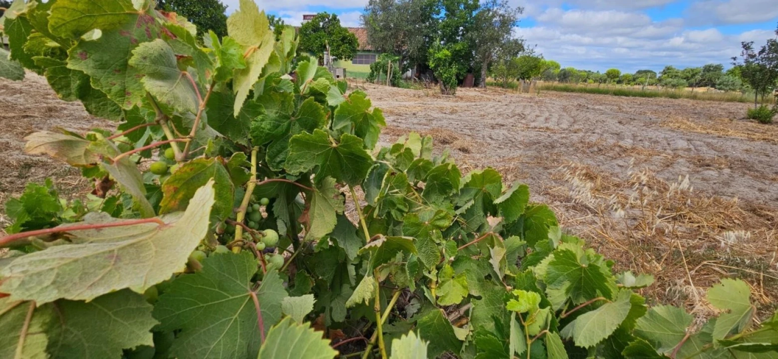 Quinta T2 para Venda em Grândola e Santa Margarida da Serra Foto 14