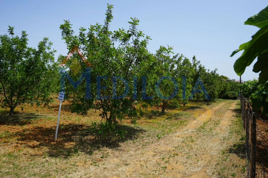 Terreno Agricola ou Rústico para Venda em Vila Nova de Cacela Foto 2