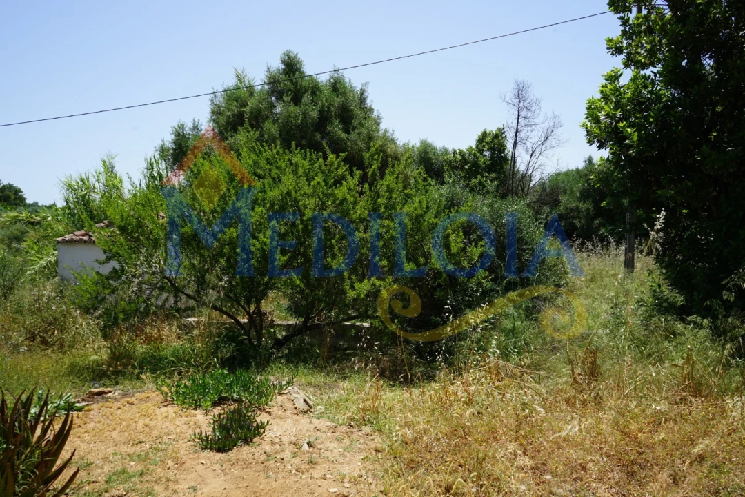 Terreno para Venda em Altura Foto 3