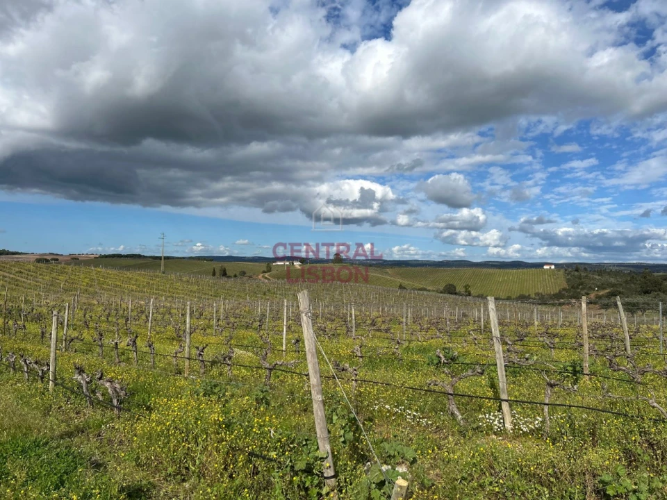 Terreno Misto para Venda em Terena (São Pedro) Foto 4