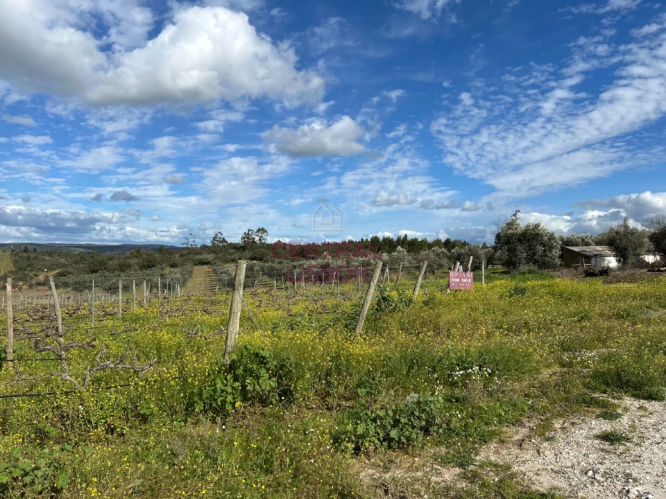 Terreno Misto para Venda em Terena (São Pedro) Foto 9