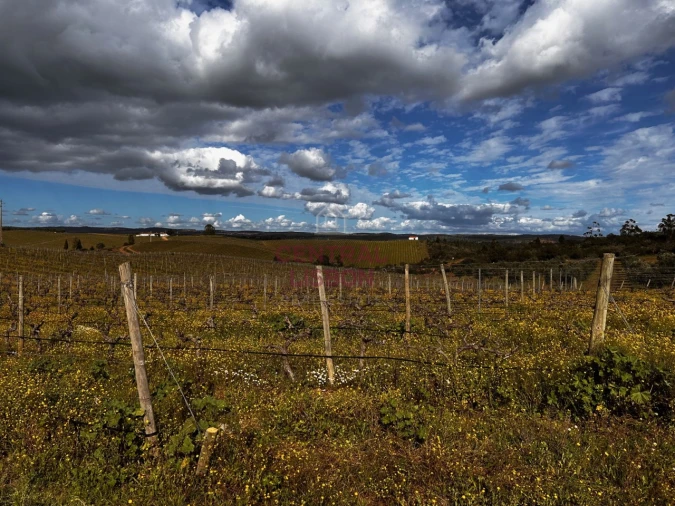 Terreno Misto para Venda em Terena (São Pedro) Foto 2
