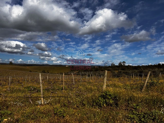 Terreno Misto para Venda em Terena (São Pedro) Foto 3
