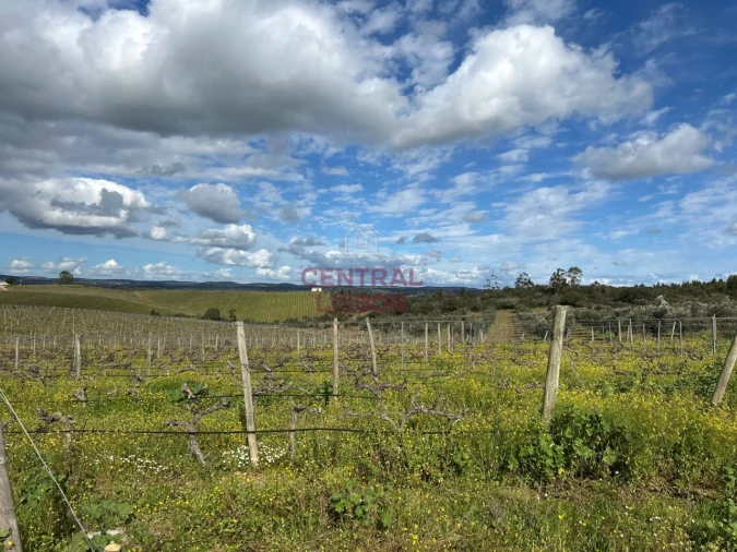 Terreno Misto para Venda em Terena (São Pedro) Foto 7