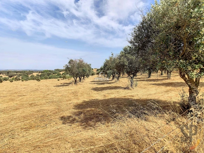 Quinta para Venda em Capelins (Santo Antonio) Foto 11