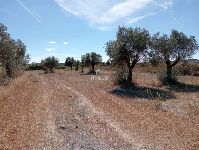Terreno Agricola ou Rústico para Venda em São Bras e São Lourenço Foto 3