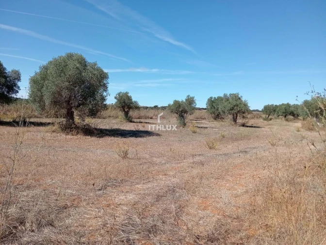 Terreno Agricola ou Rústico para Venda em São Bras e São Lourenço Foto 2