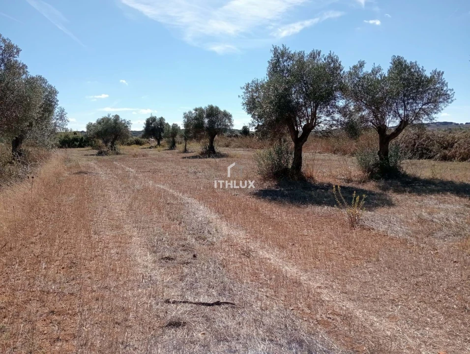 Terreno Agricola ou Rústico para Venda em São Bras e São Lourenço Foto 6