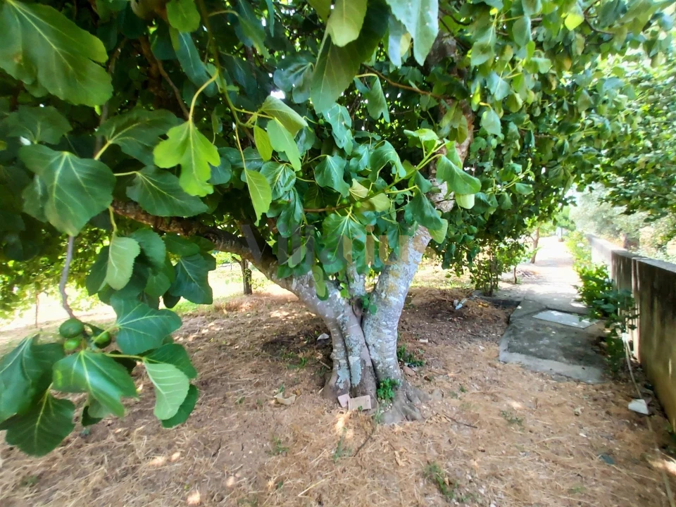 Moradia T2 para Venda em Madalena e Beselga Foto 13