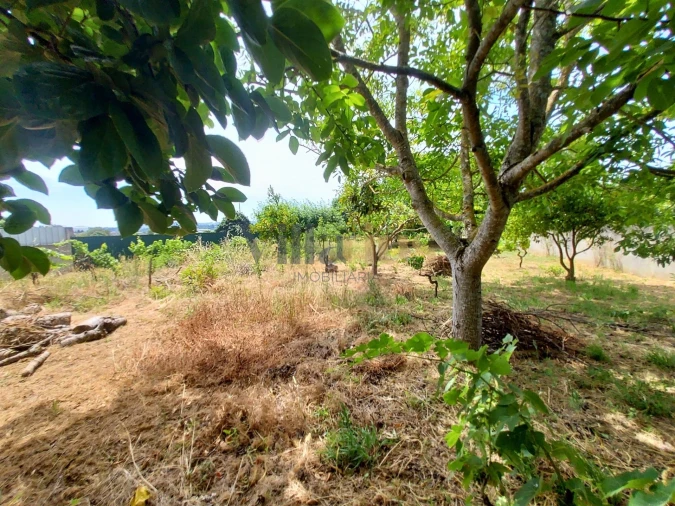 Moradia T2 para Venda em Madalena e Beselga Foto 14