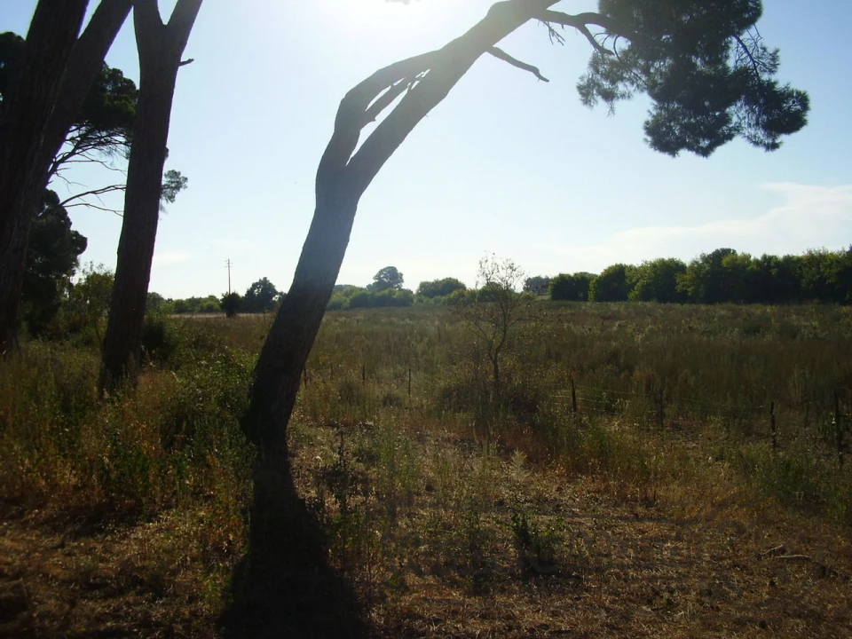 Terreno para Venda em Marinhais Foto 5