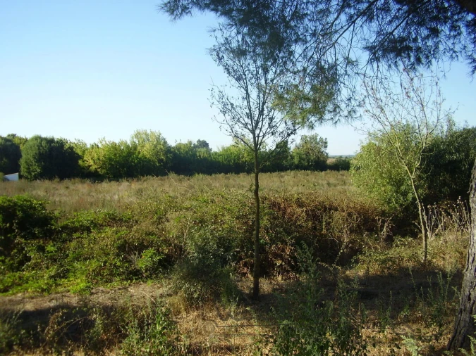 Terreno para Venda em Marinhais Foto 3