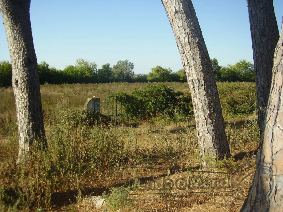 Terreno para Venda em Marinhais Foto 2