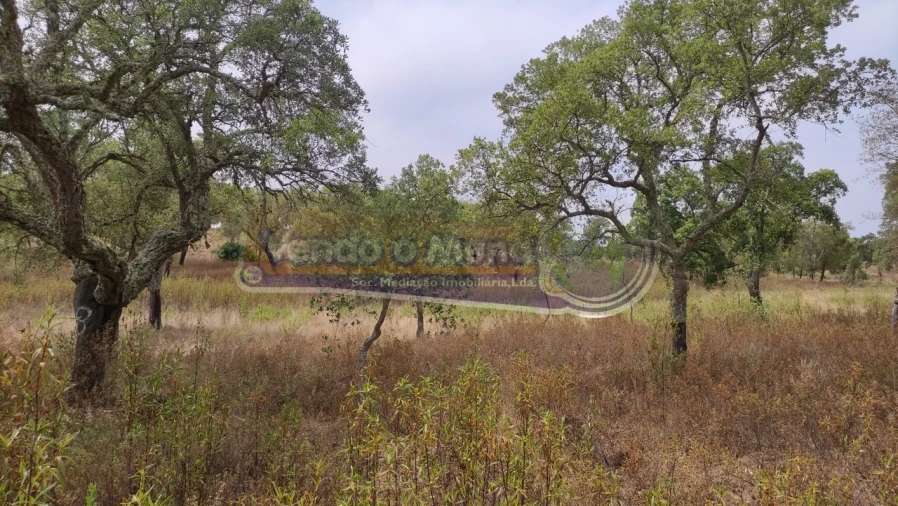 Terreno para Venda em Mora Foto 6