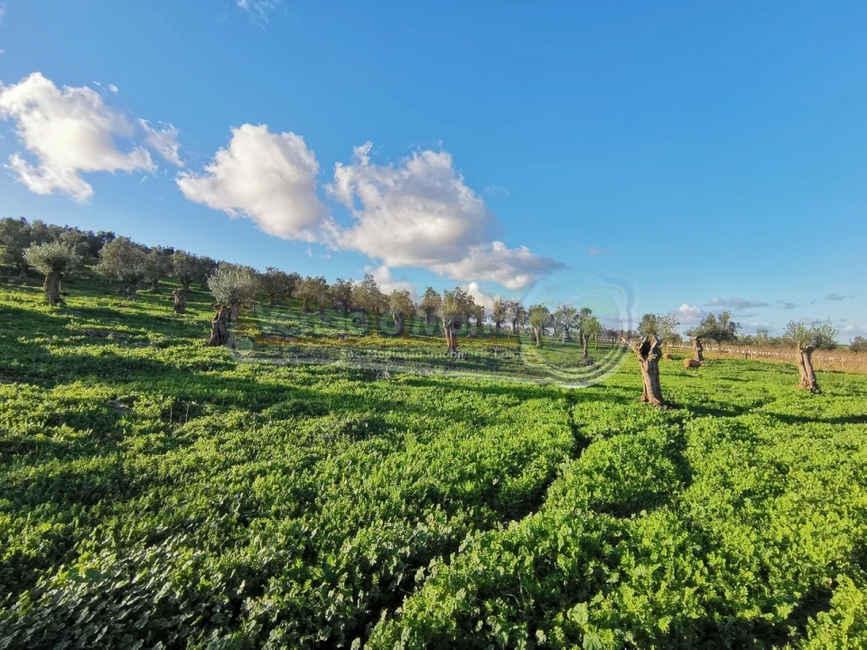 Terreno para Venda em Sousel Foto 7