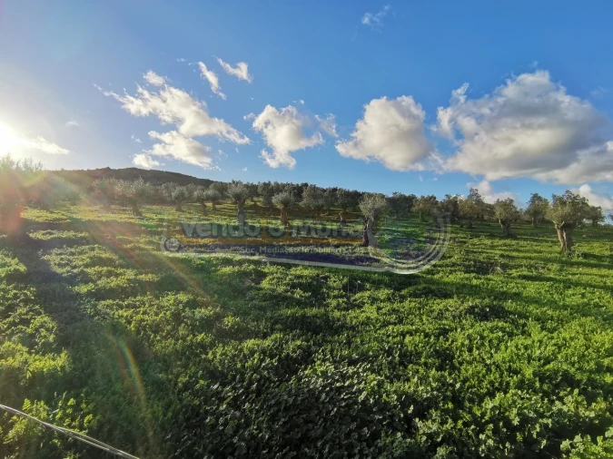 Terreno para Venda em Sousel Foto 4