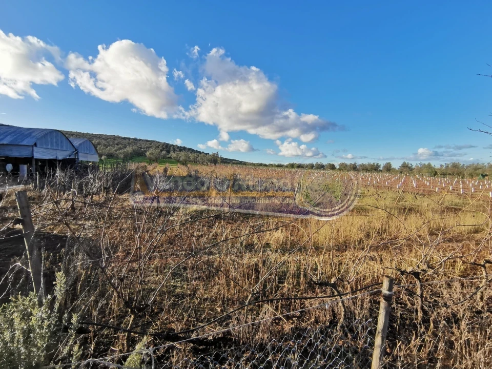 Terreno para Venda em Sousel Foto 5